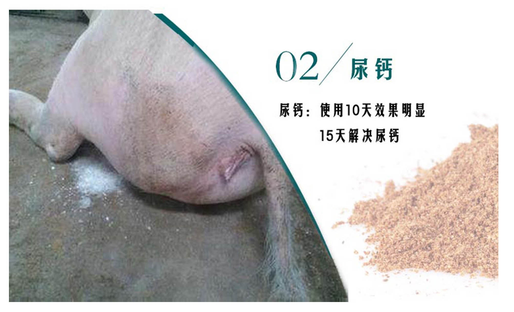 3种常见的霉菌毒素对猪群危害极大，必须重视 - 知乎