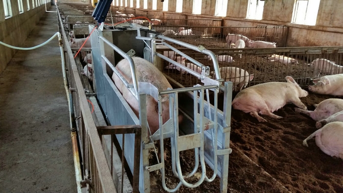 母猪自动化群养设备