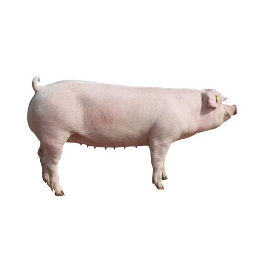 綠環商品豬，長白豬5000
